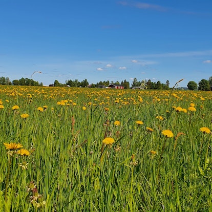 Sommar